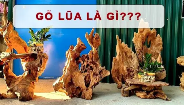 Gỗ Lũa Là Gì