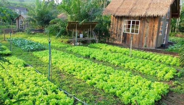 Đất Vườn Là Gì Top 3 Giải Đáp Khi Chuyển Đổi Xây Nhà